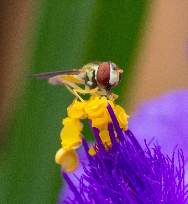 Sweat Bee on Spiderwort