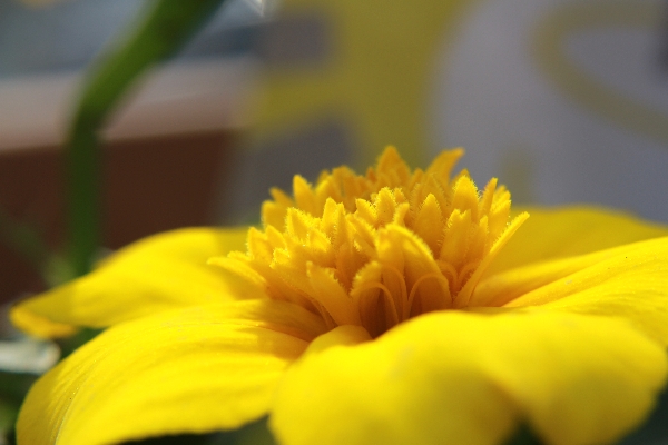 Unidentified Yellow Flower