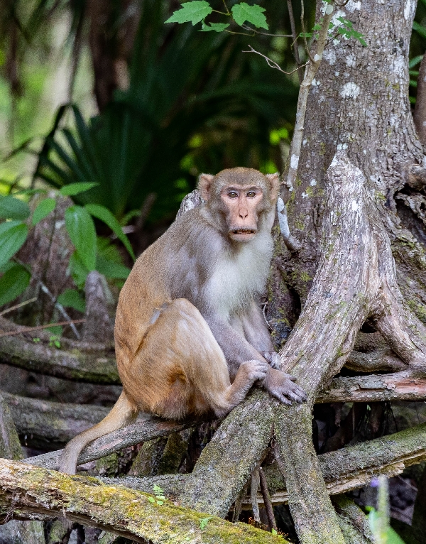 Rhesus Macaque - Oklawaha River, Florida