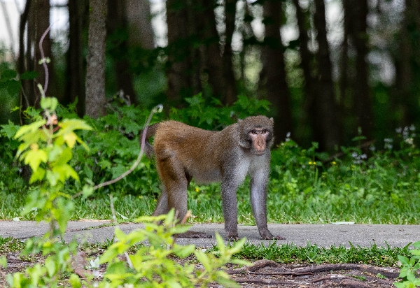 Rhesus Macaque - Oklawaha River, Florida