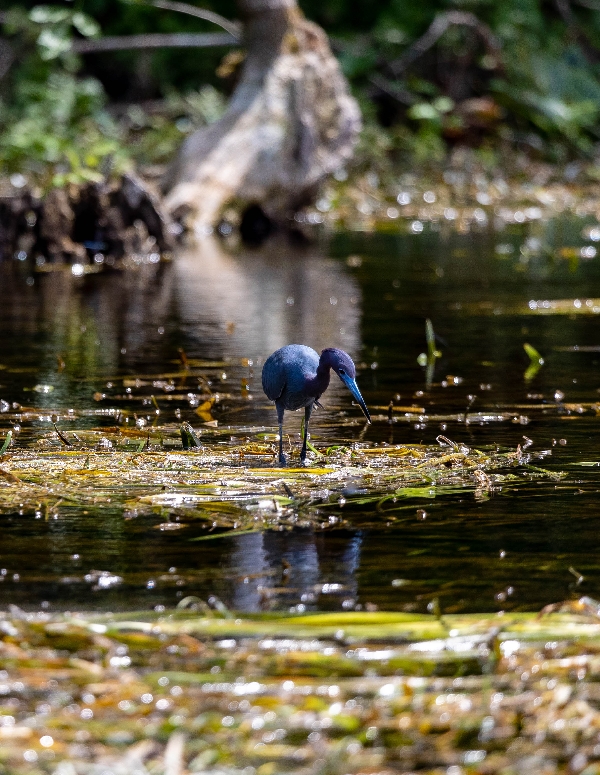 Little Blue Heron - Ocklawaha River