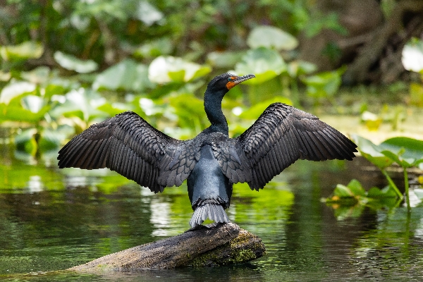 Cormorant drying... and maybe flexing