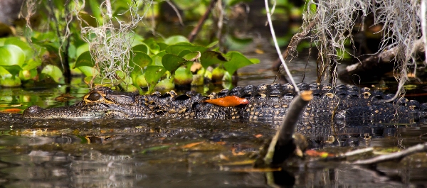 Young alligator, central Florida