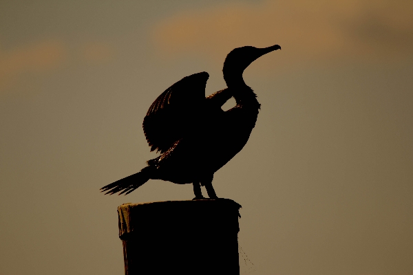 Cormorant at Sunset - Florida