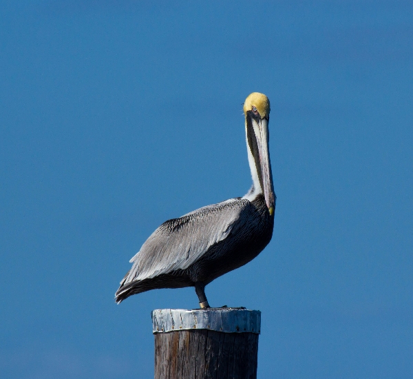 Pelican - St. John's River, Florida