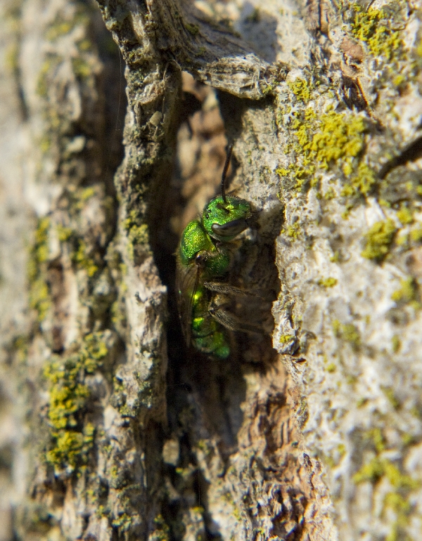 Augochlora Sweat Bee