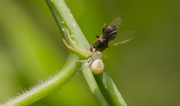 Crab Spider Snacking