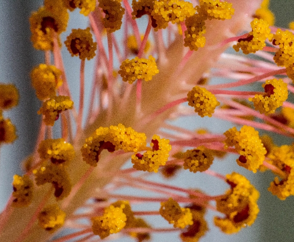 Hibiscus Stamens