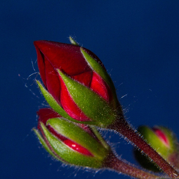 Geranium Buds