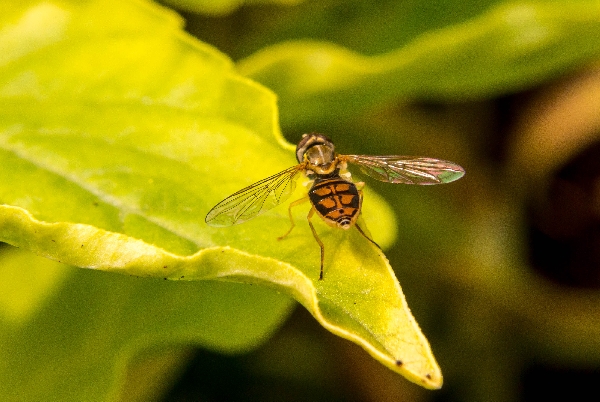 Hoverfly