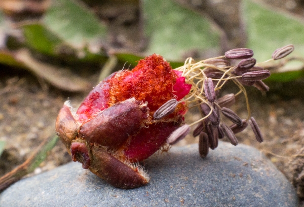 Plants Coming To Life In Spring