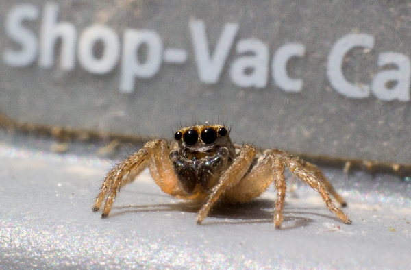 Jumping Spider