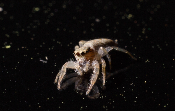 Jumping Spider