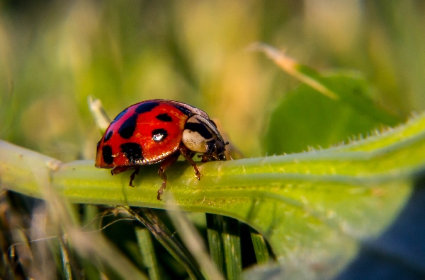 Ladybug