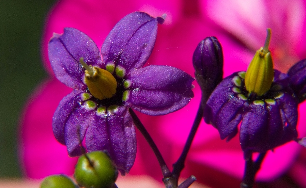 Solanum Dulcamara (Bittersweet Nightshade)