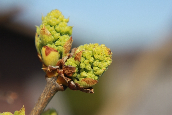 Spring Buds