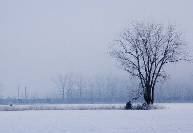 Foggy Frosty March Morning