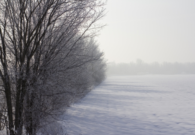 Foggy Frosty March Morning