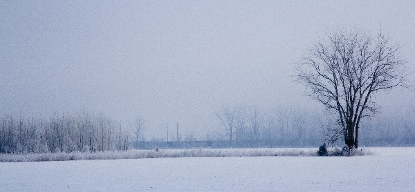 Foggy Frosty March Morning