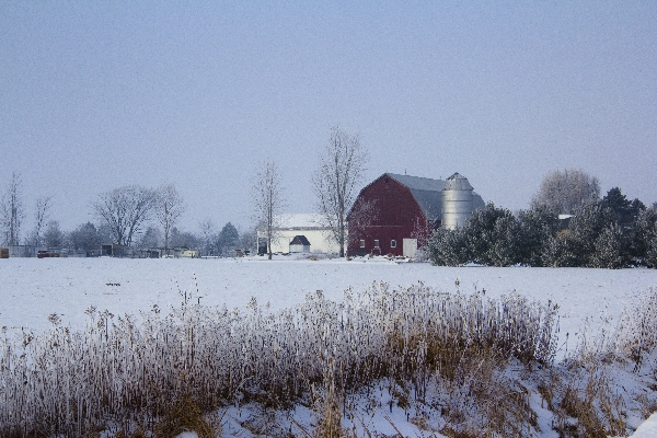 Foggy Frosty March Morning