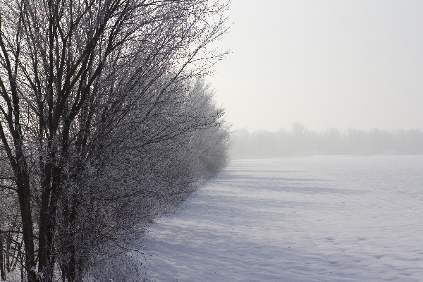 Foggy Frosty March Morning