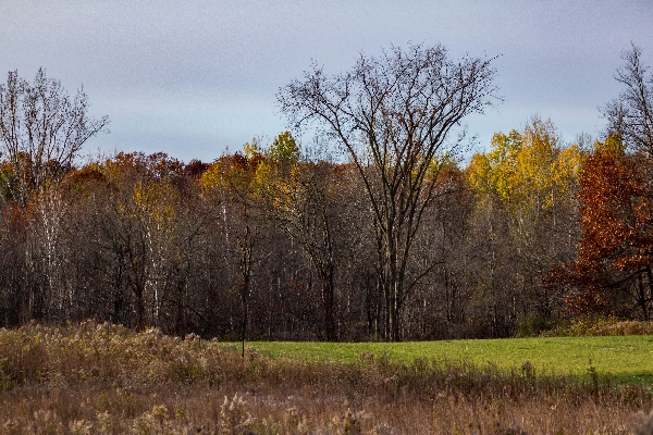 Last Remaining Color of Fall