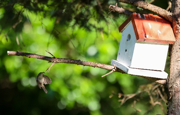 House Wren Bringing Dinner Home