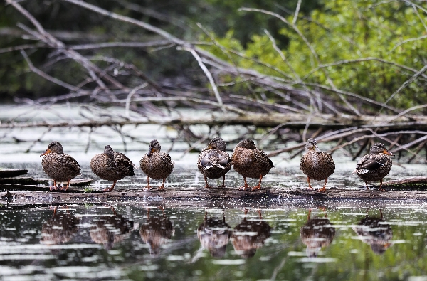 Family of Mallards - Northern Michigan