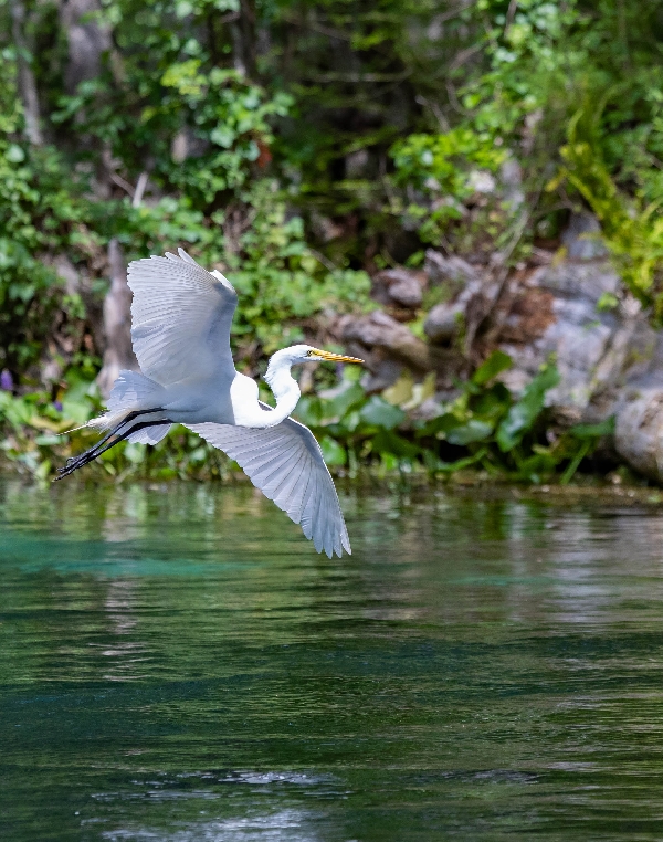 Great Egret on the Ocklawaha River