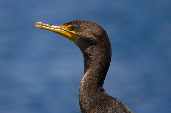 Cormorant - St. John's River Florida