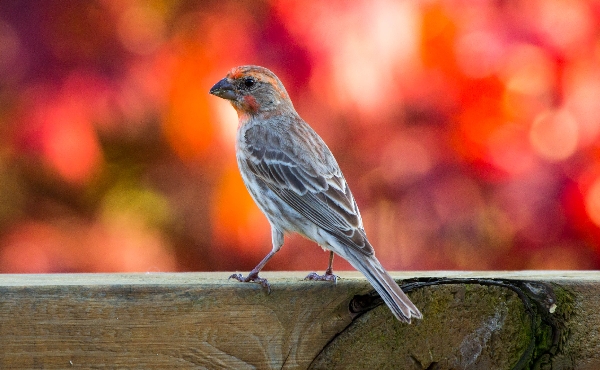 House Finch