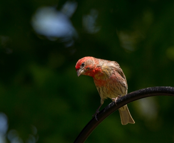 House Finch