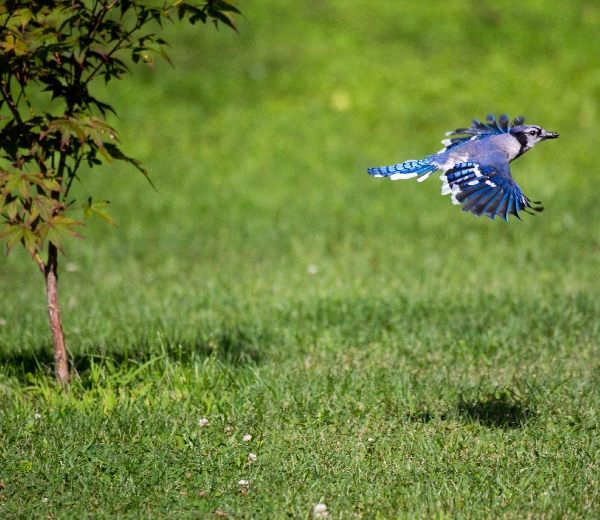 Jay Hunting for Bugs