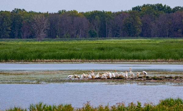 Shiawassee Wildlife Refuge, 2020