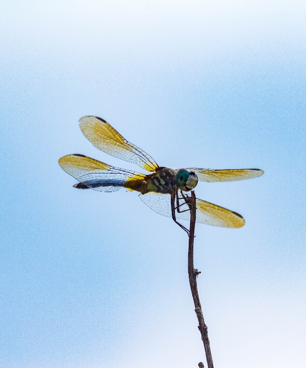 Dragonflies always look happy