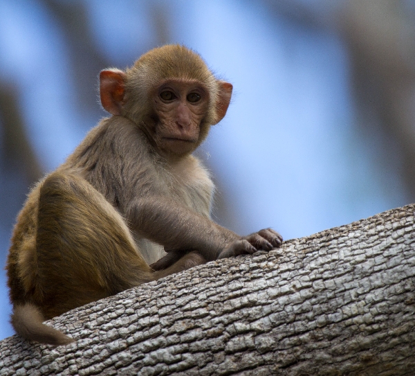 Rhesus Macaque - Oklawaha River, Florida